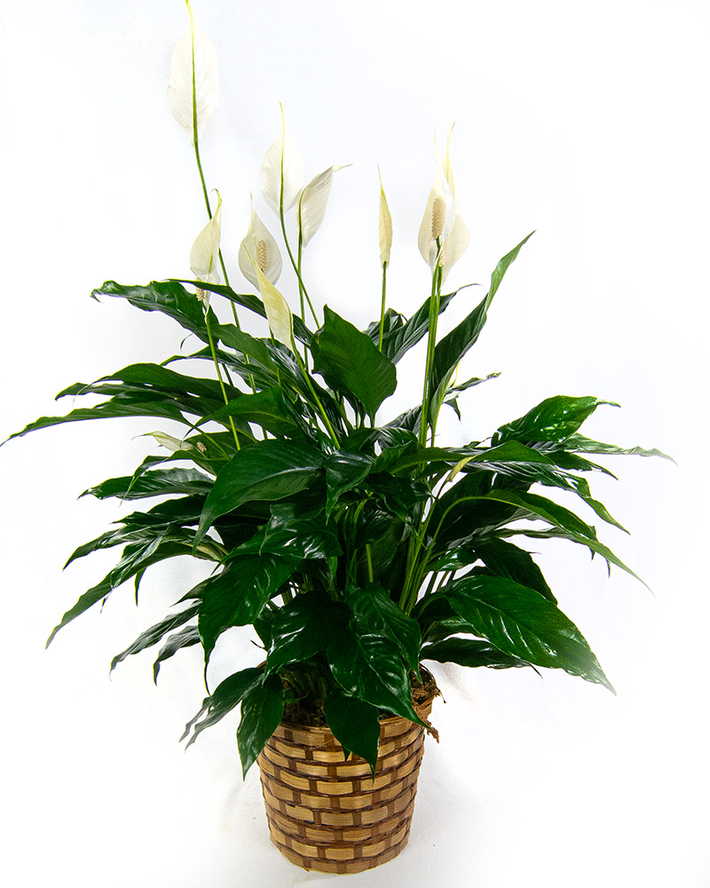 8" Peace Lily in...